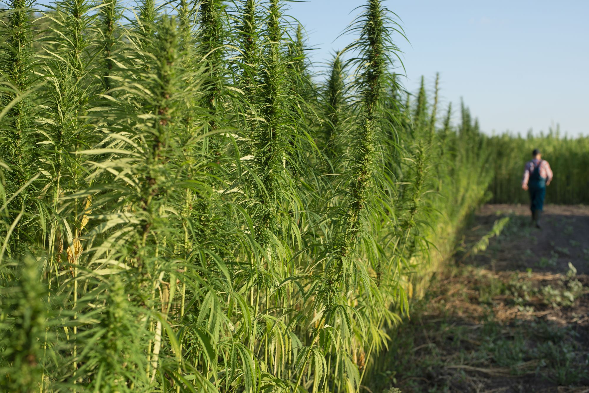 A grower walking a field of standing crop