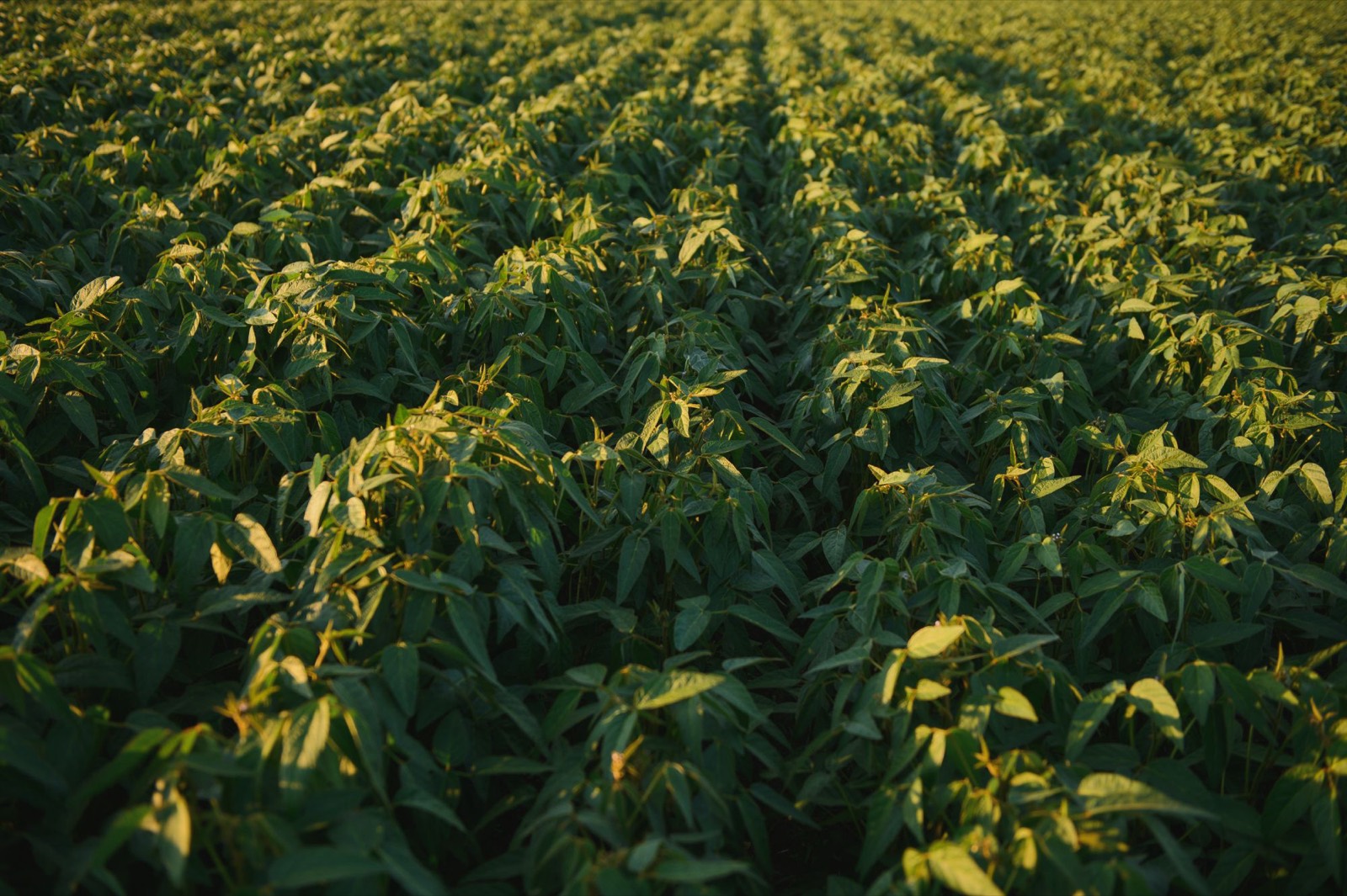 Rows of soybeans in low evening light